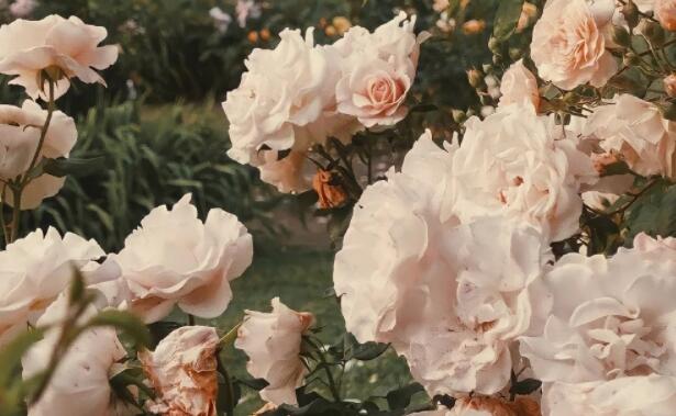 买花发朋友圈文案