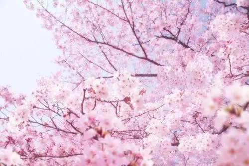 描写花的句子文案