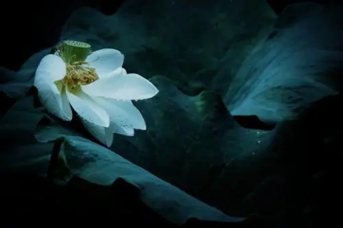 佛经中莲花最有禅意的句子文案