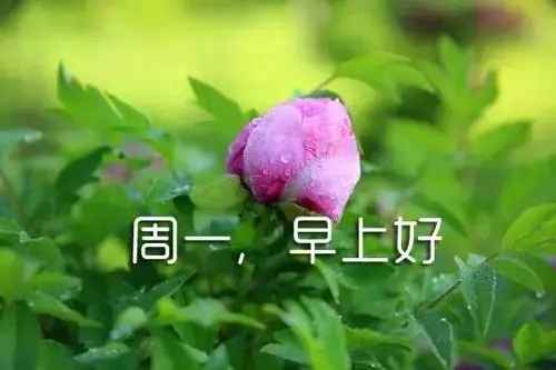 周一问安的句子文案