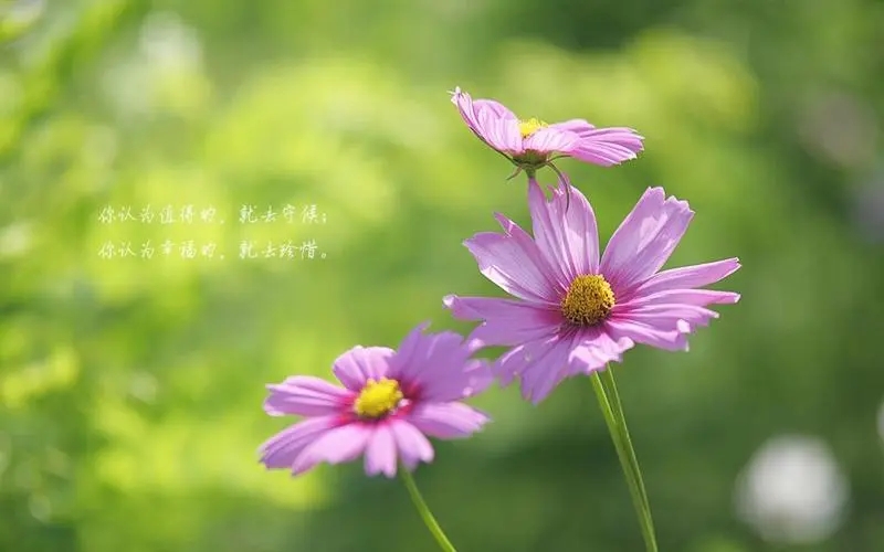 大班家长寄语大全100