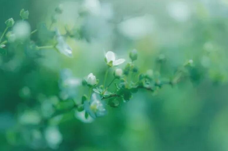 绿色的优美句子文案