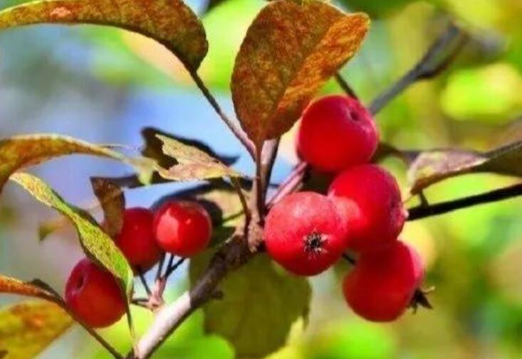 祝愿公司发展蒸蒸日上的话