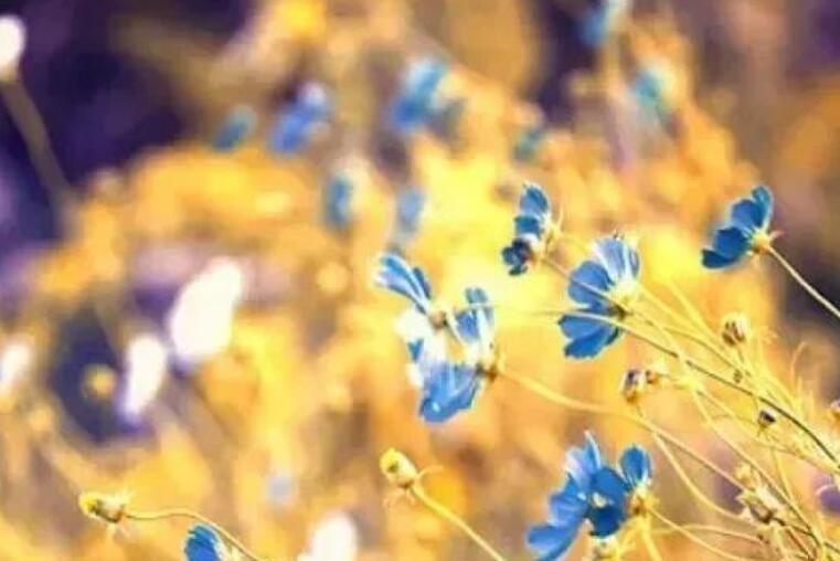 文艺句子文案十字以内