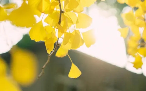 为什么能组什么句子文案