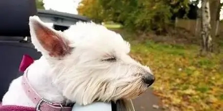 写给离世爱犬的话