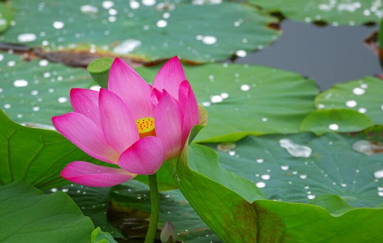 炎炎夏日解暑句子文案