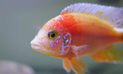 关于鱼的唯美句子文案