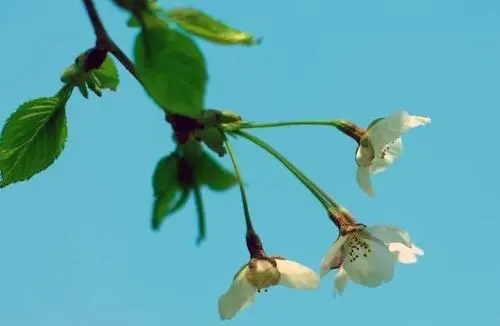 春天的文艺短句