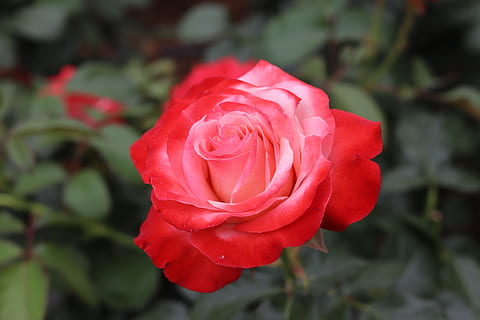 超暖心的爱情经典语录文案