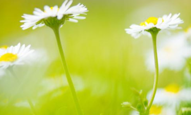 春天寄语简短一句话