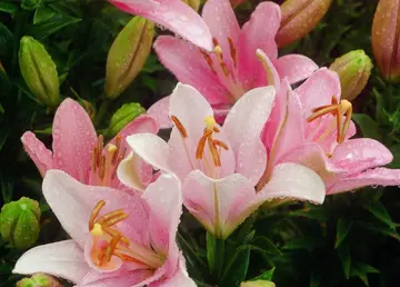 百合花比喻人生的句子文案