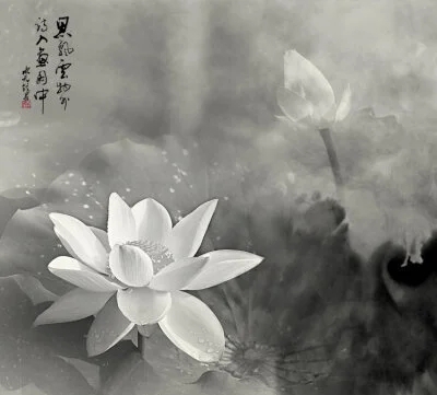 讽刺白莲花的句子文案