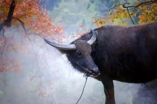 拍到牛发朋友圈