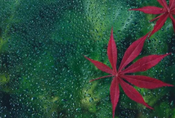 寒露节气的句子文案