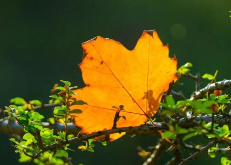 秋天的好句子文案简短