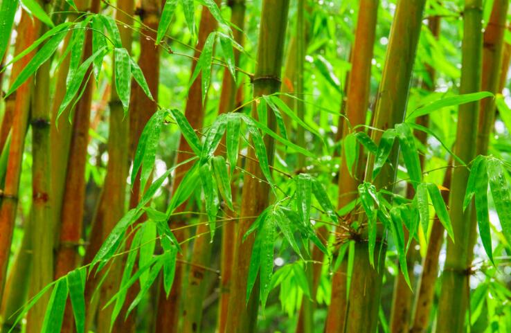 炎炎夏日解暑句子文案