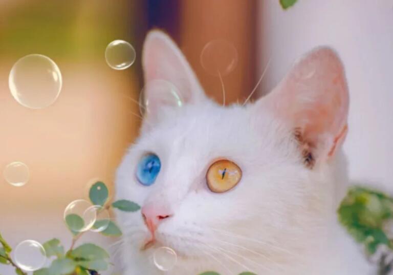 朋友圈夸猫可爱的句子文案