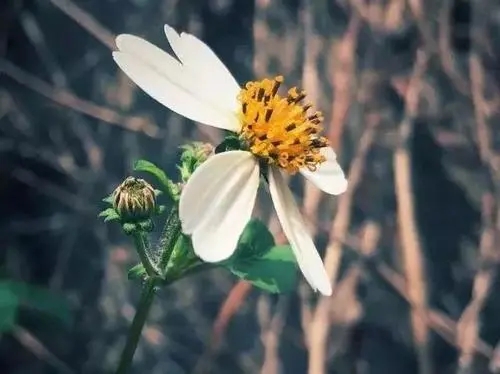 花朵努力绽放的句子文案