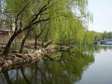 树在水中倒影的诗句文案