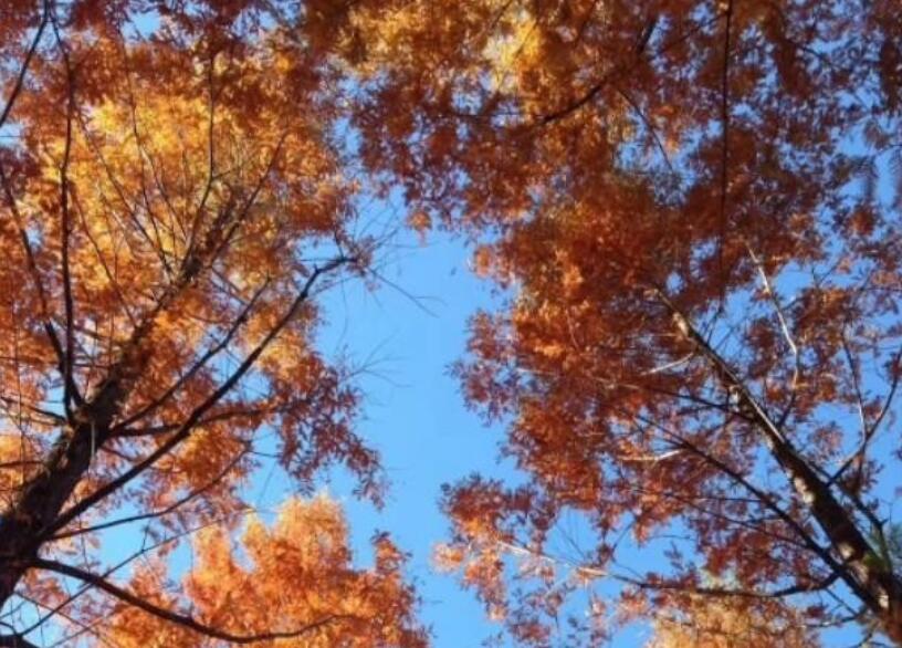 描写秋天水杉树的诗句文案