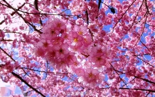 关于樱花的结尾句子文案