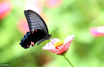 春天蝴蝶的优美句子文案