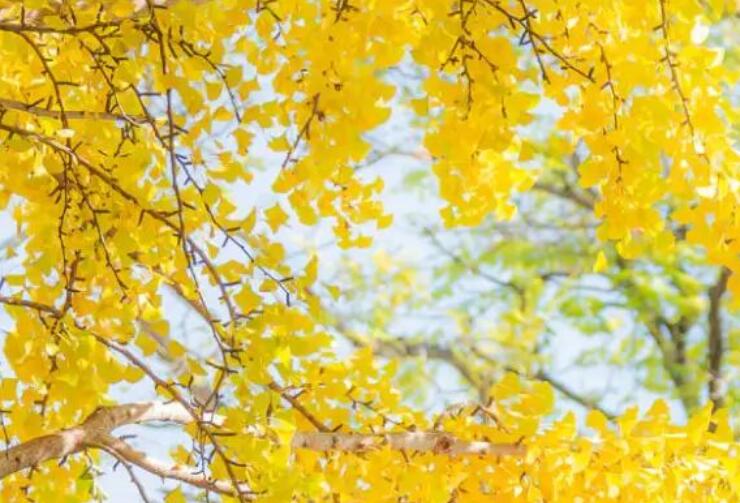 赞美秋风的句子文案