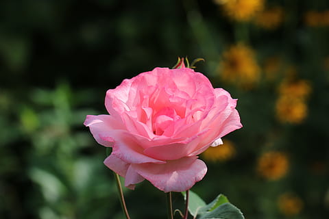 超拽高冷句子文案八个字