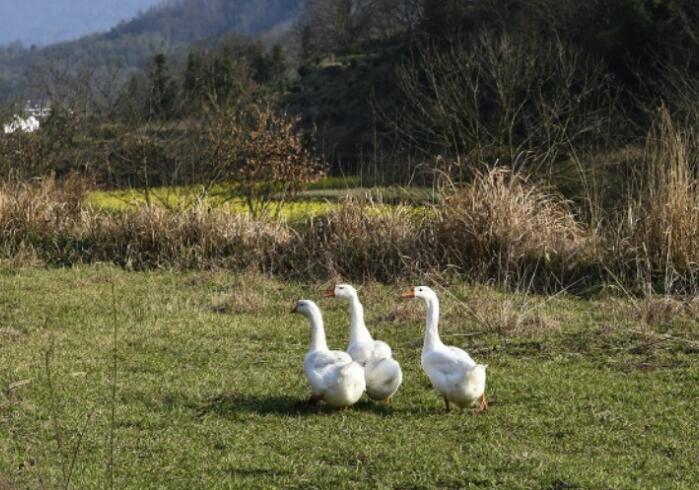 感受乡村气息的说说文案
