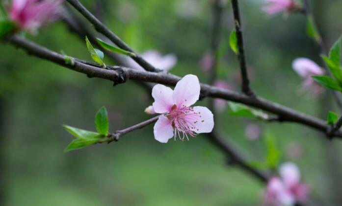 关于树的句子文案短句