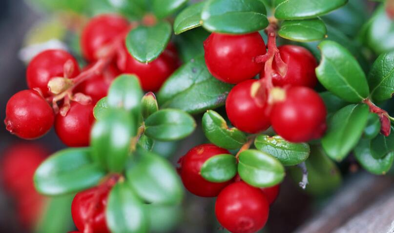 晒果实说说文案心情