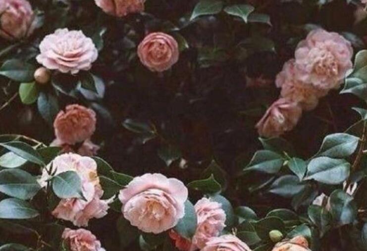 讽刺假正经的人的句子文案