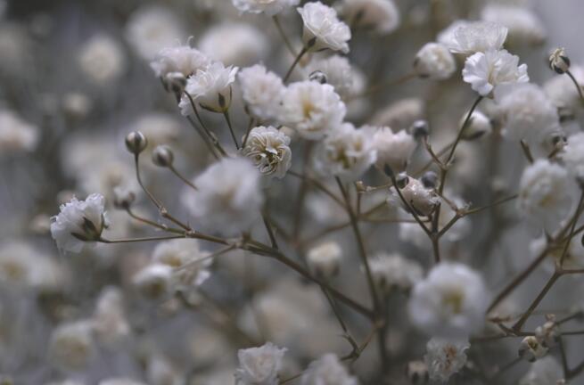 朋友圈晒满天星花的短语