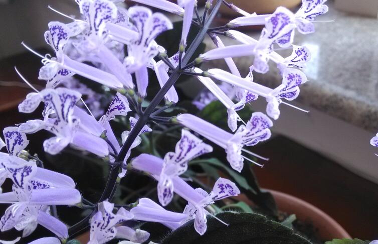 周一温馨问候暖心话