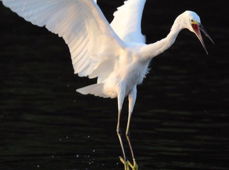 有几首赞美白鹭的诗