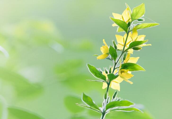 不知道如何诉说心情的句子文案