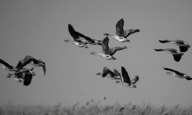 全民k歌个性签名大全