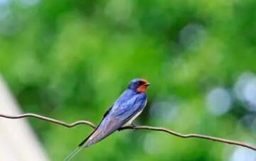 写出含鸟字的两句连续的诗句文案