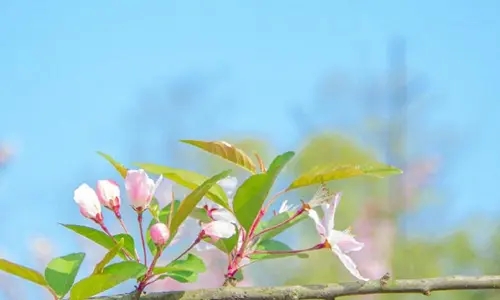 描写春天的精彩句子文案大全