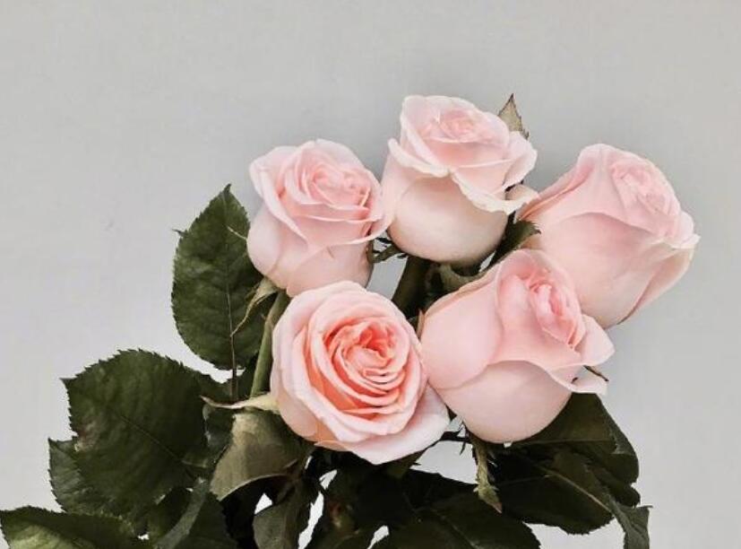 成长优美语段摘抄大全