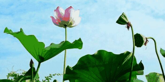 早安好心情经典语句文案