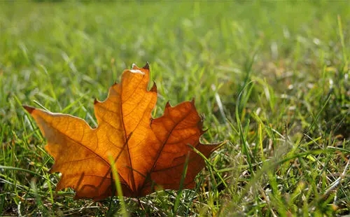 兵荒马乱的唯美句子文案