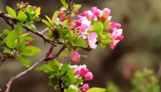 描写春天颜色的短语有哪些