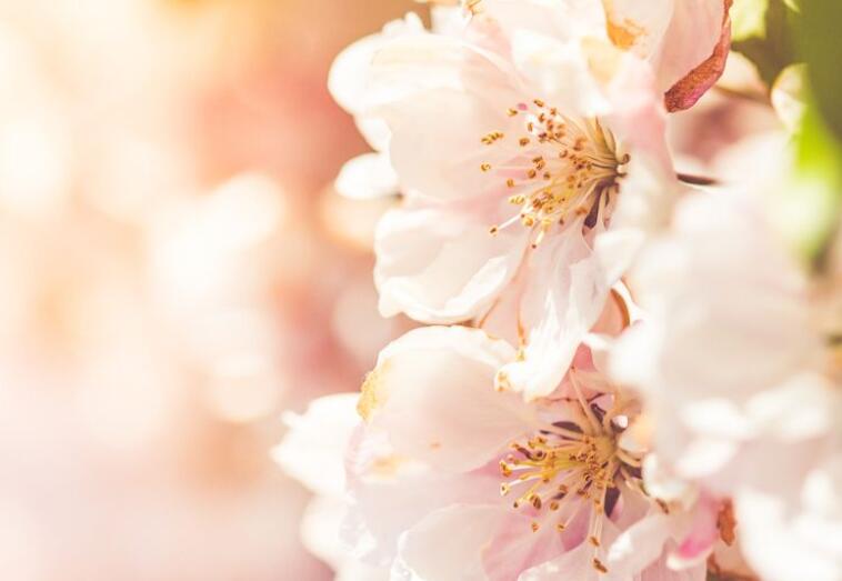 关于樱花的唯美语录文案