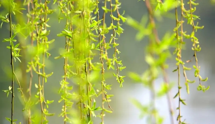 形容柳树的词语