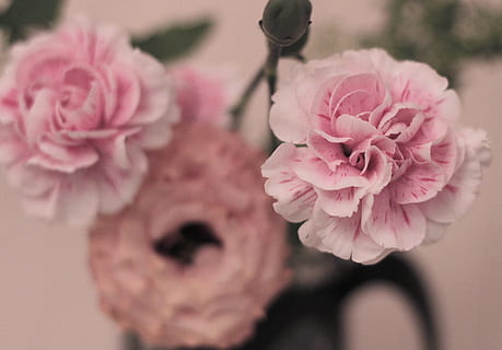 花开的爱情句子文案