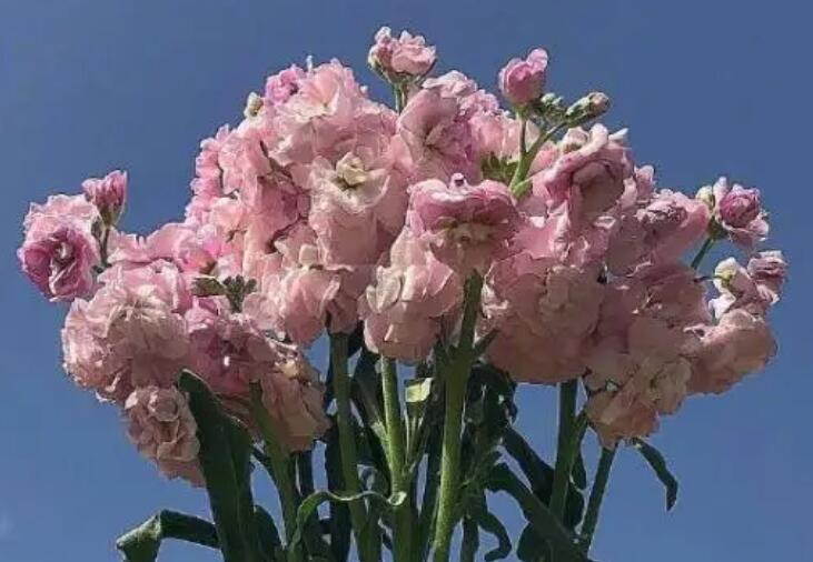 阳光灿烂的句子文案简短