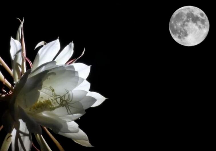 夜色赏花简短句子文案