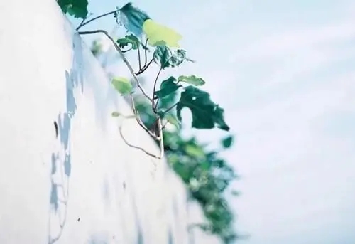 简单干净的生活句子文案